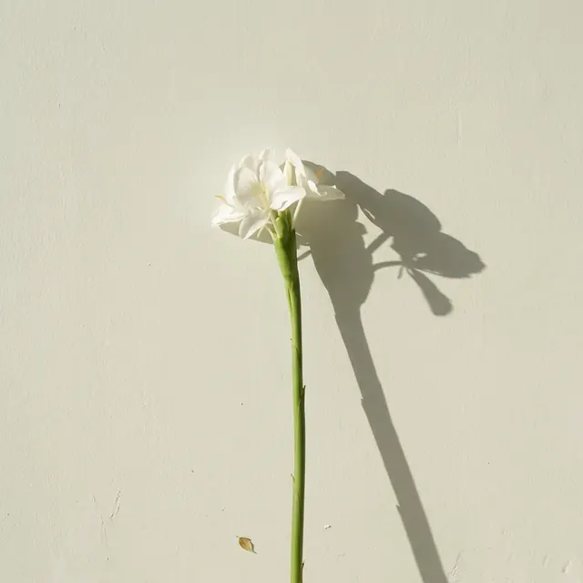 [object Object] — A single plant, a wall, and the shadow it casts.